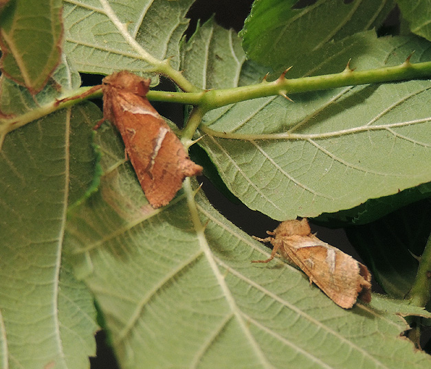 Triodia sylvina Hepialidae